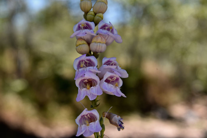 Palmer's Penstemon has beautiful fragrant flowers on stalks growing up to 4 or 5 feet tall. Penstemon palmeri